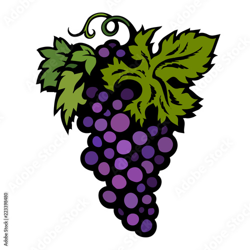 Bunch of purple grapes with leaves isolated on white background. Vector.