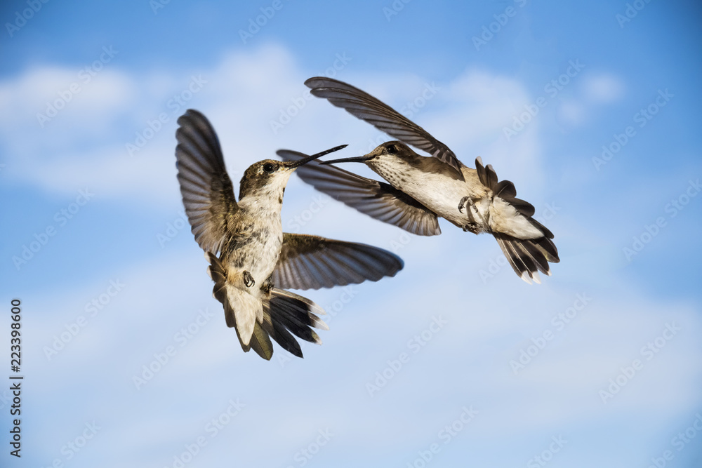 Obraz premium Black-Chinned and Annas's Territory Dispute