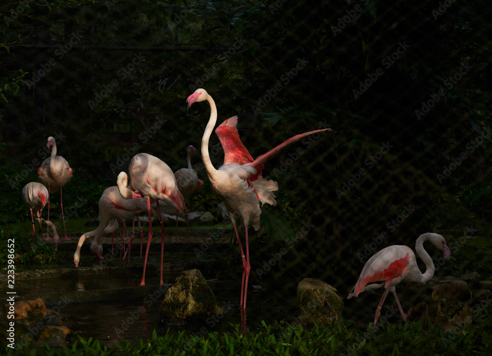 A beutiful flamingo bird spreading wings A beutiful flamingo bird spreading wings
