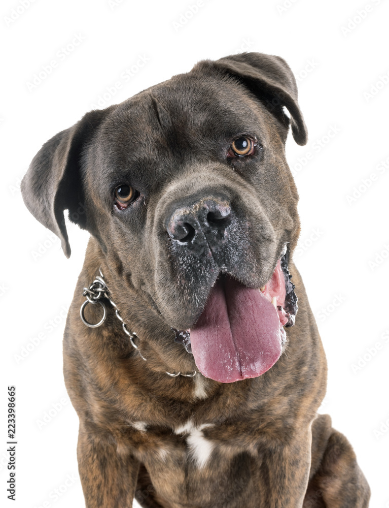 italian mastiff in studio