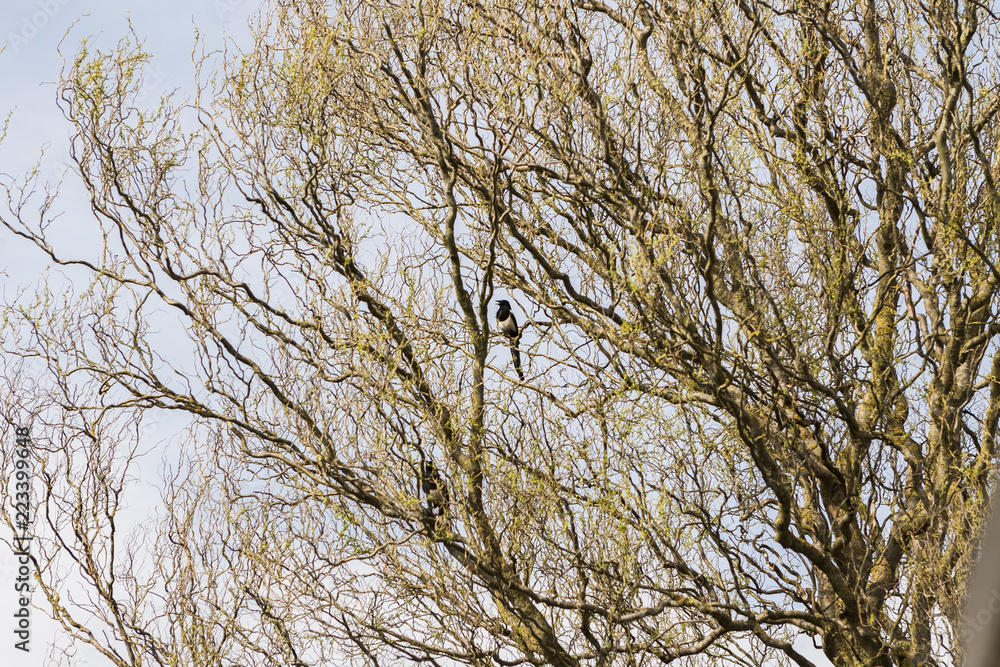 magpies in tree