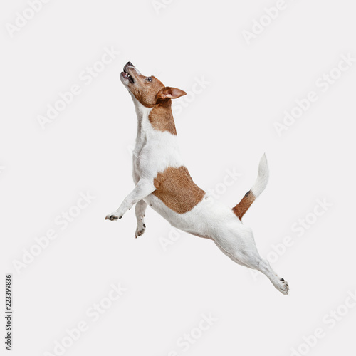 Fotografia, Obraz The jumping Jack Russell Terrier, isolated on white at studio
