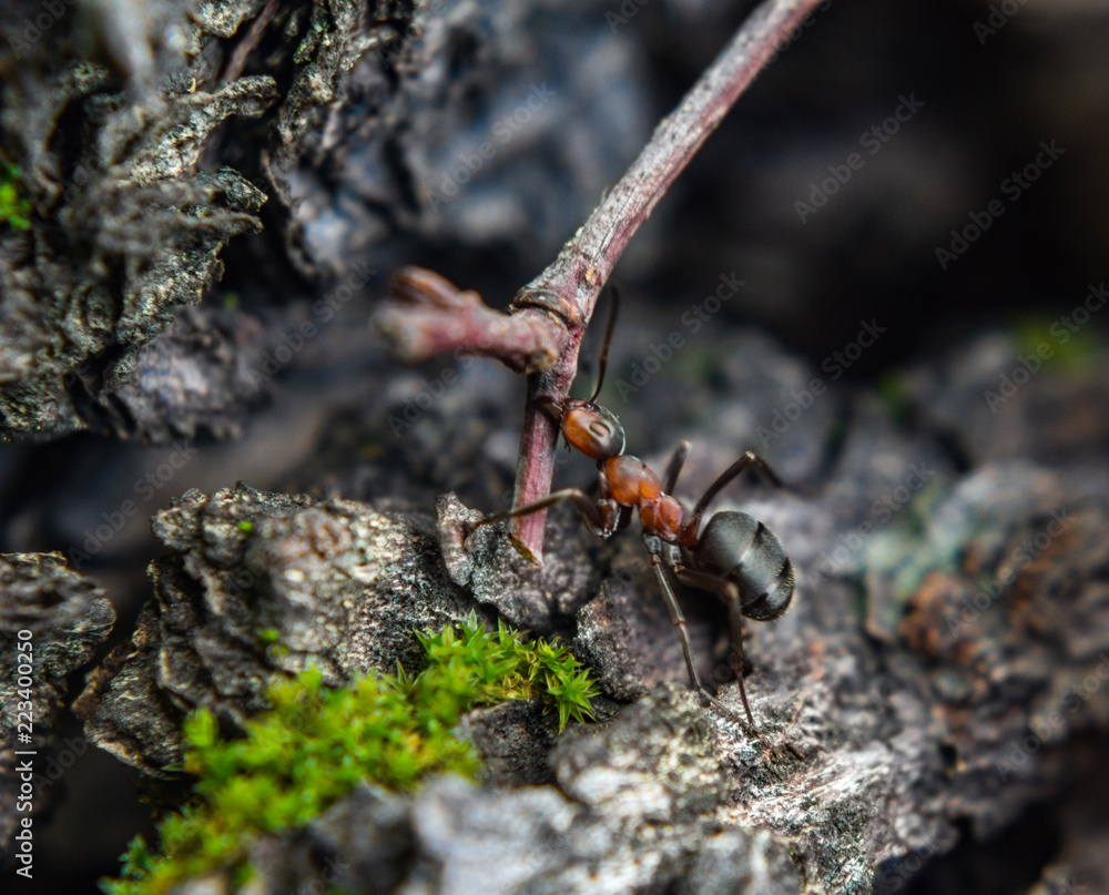 Hardworking ants carry twigs Hardworking ants carry twigs