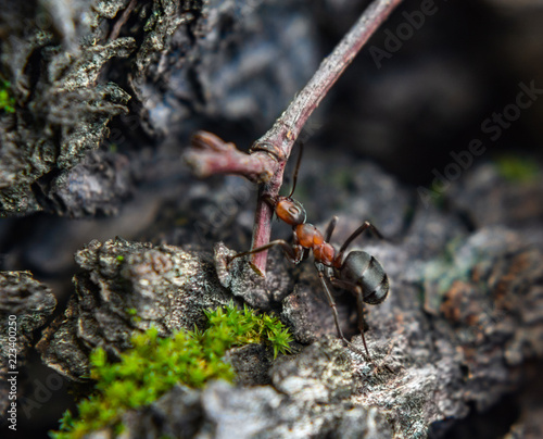 Hardworking ants carry twigs © dmitriydanilov62