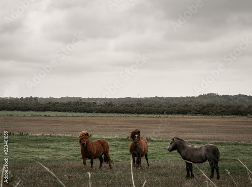 landschaft