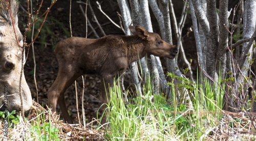 Baby moose standing in alder forest