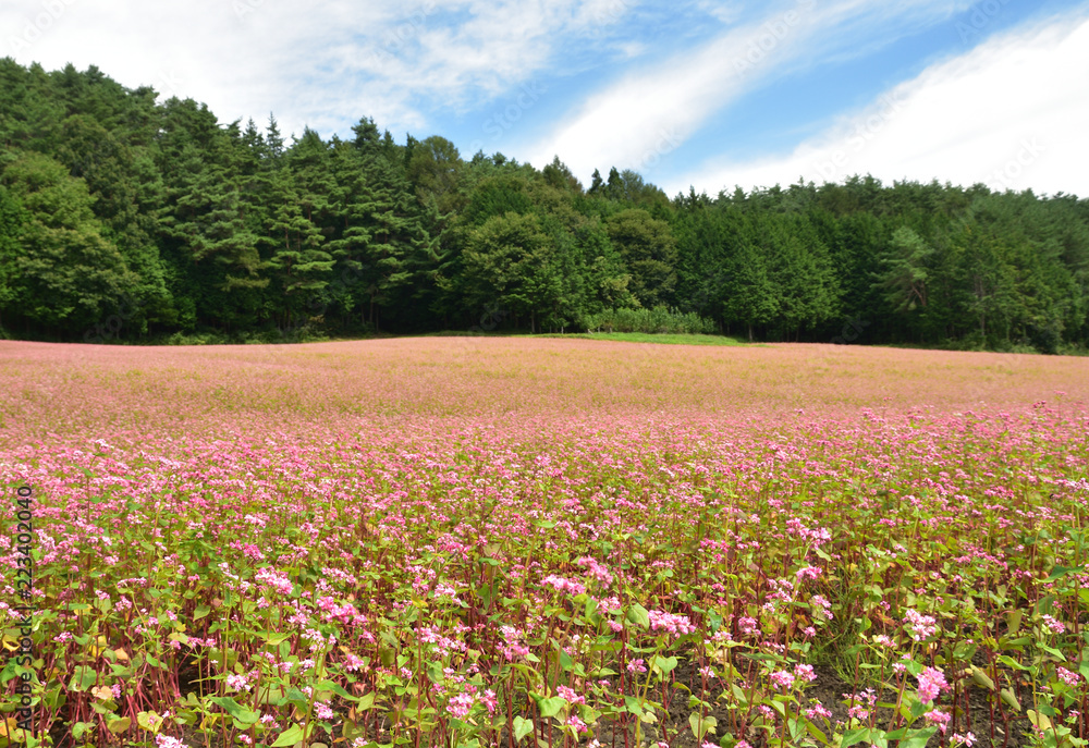 赤そばの里　箕輪町