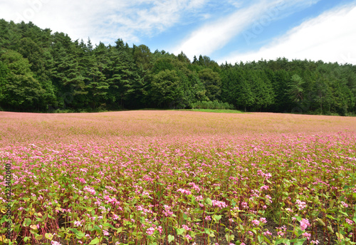 赤そばの里 箕輪町