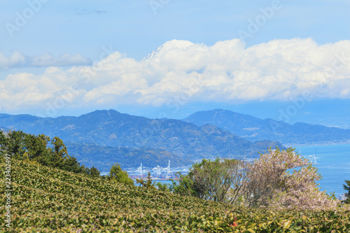 Landscape of tea field with Mt. Fuji and Shimizu bay in spring season at Shizuoka prefecture, Japan