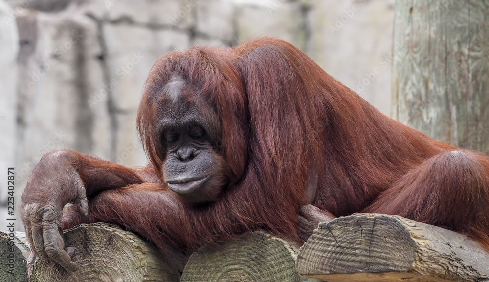 Sleeping Snoring Orangutan Monkey Stock Photo 