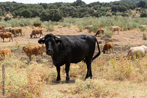 Spanish cow