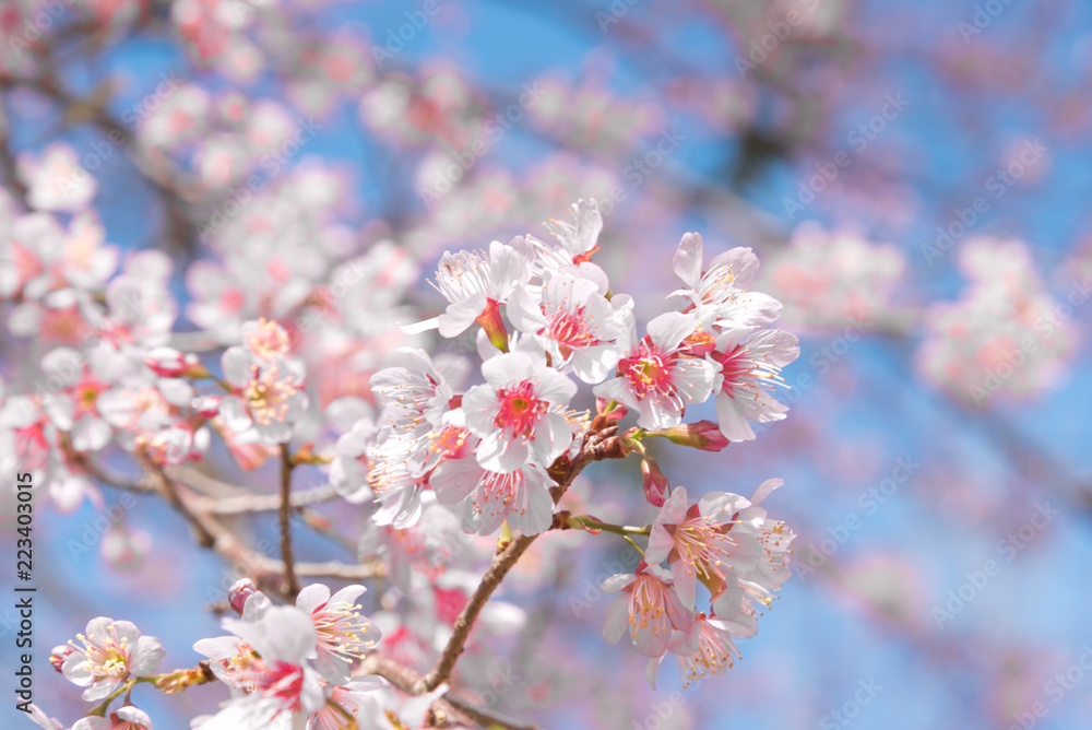 Flowers of the cherry blossoms on a spring day, Pink sakura flower, Himalayan cherry blossom, soft focus Flowers of the cherry blossoms on a spring day, Pink sakura flower, Himalayan cherry blossom, soft focus