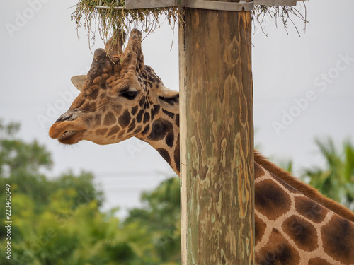 Photography Giraffe showing Teeth