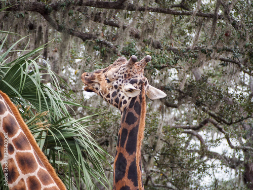 Photography Tall Giraffe in Trees