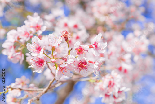 Flowers of the cherry blossoms on a spring day  Pink sakura flower  Himalayan cherry blossom  soft focus