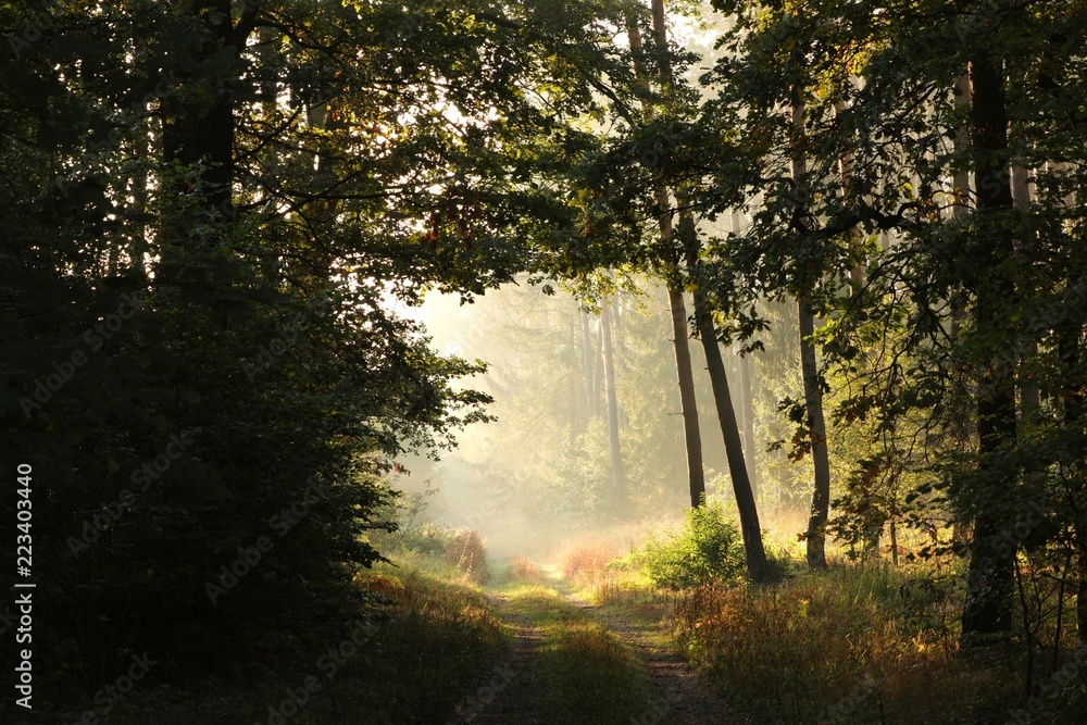 Country road through the autumn forest during sunrise, September, Poland Country road through the autumn forest during sunrise, September, Poland