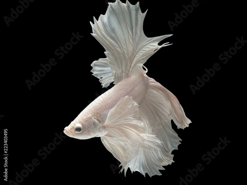 Betta Siamese fighting fish, Betta splendens , popular aquarium fish. White platinum half moon long tail Betta Fighting motion face isolated on black