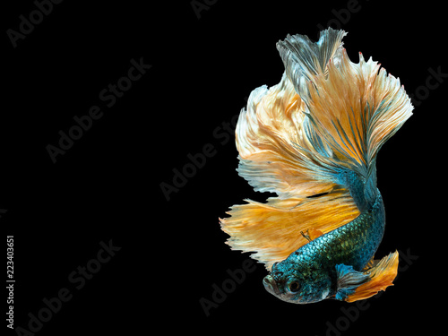 Betta Siamese fighting fish, Betta splendens , popular aquarium fish. Green yellow metallic glossy half moon long tail Betta Fighting motion face isolated on black