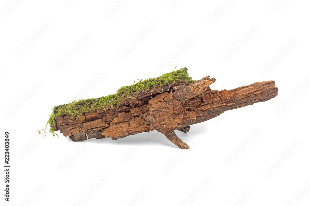 forest moss on wood branch isolated on white background forest moss on wood branch isolated on white background