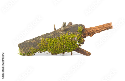 forest moss on wood branch isolated on white background