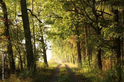 Rural road through the forest at dawn