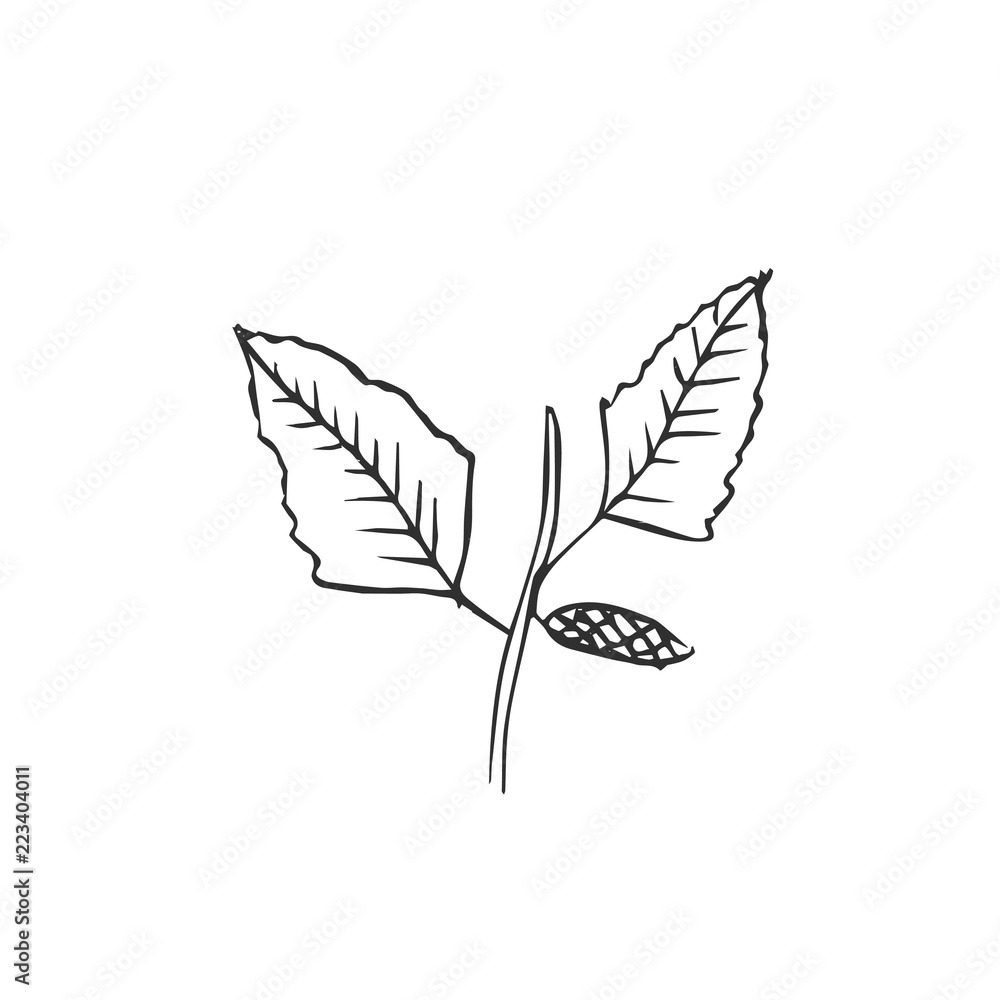 Fototapeta premium leaf isolated on white background, vector illustration