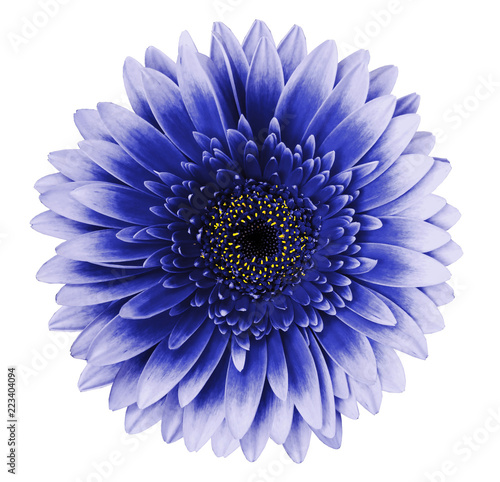 blue-ultramarine gerbera flower on a white isolated background with clipping path. Closeup. For design. Nature.