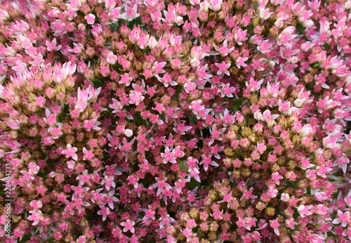 Pink small flowers.