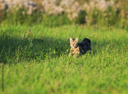 cute striped cat is running rapidly on the green grass in the spring bright meadow