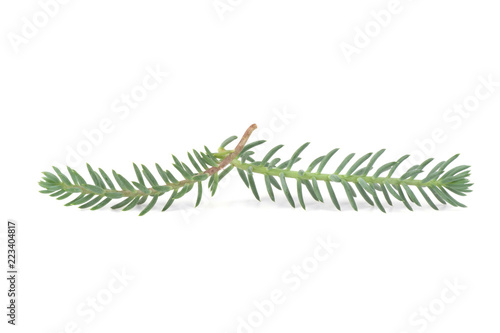 a branch of a forest moss is isolated on a white background