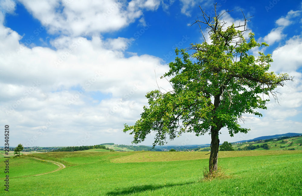 Landscape, tree on green field and the blue sky Landscape, tree on green field and the blue sky