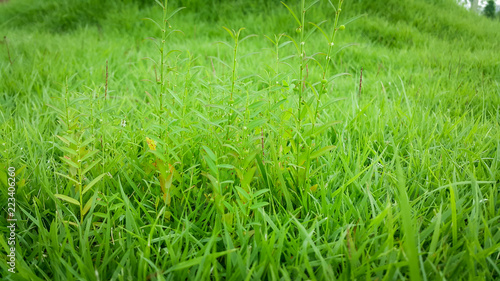 Small weeds growing on the lawn.