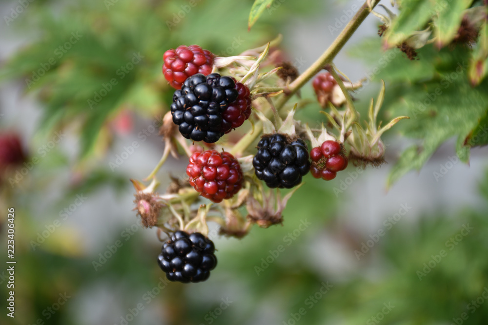 Growing blackberries closeup Growing blackberries closeup