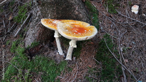 mushroom in the forest