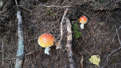 mushroom in the forest