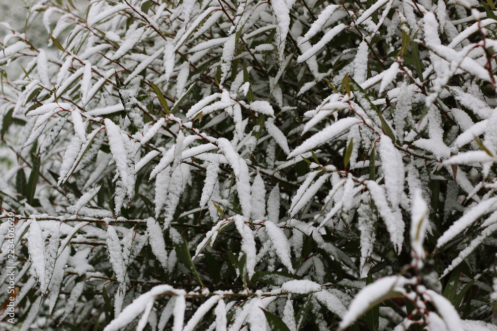 winter forest landscape sunlight and snow winter forest landscape sunlight and snow