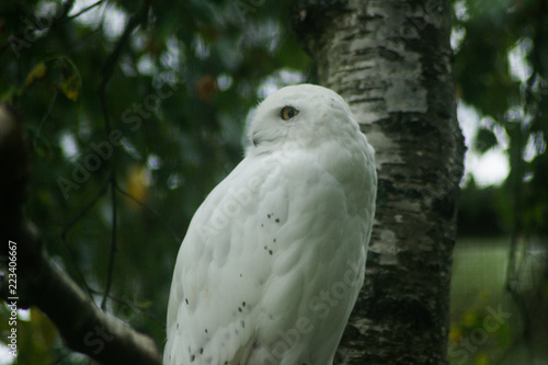 white owl on the tree