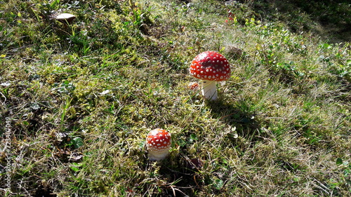 red mushroom in the forest