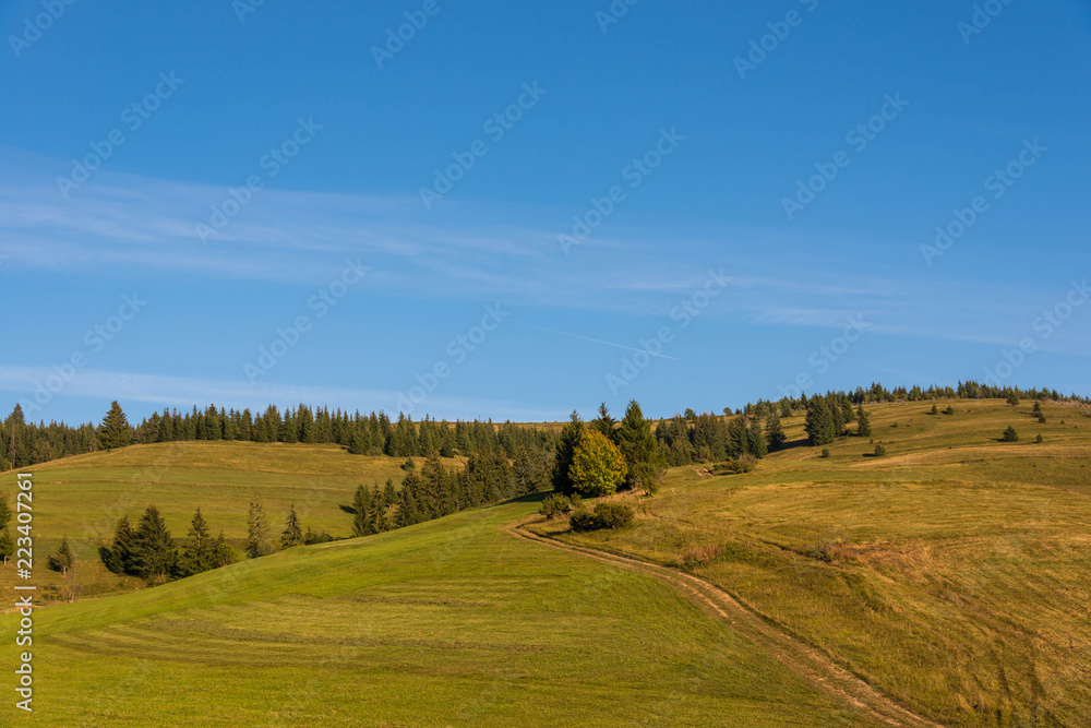 Forest path to pine woods in the Carpathian mountains on a bright sunny day.