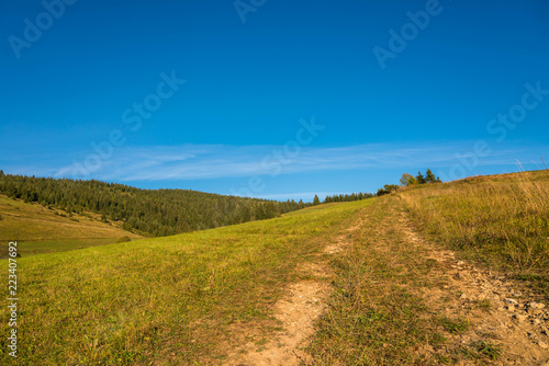Forest path to pine woods in the Carpathian mountains on a bright sunny day.