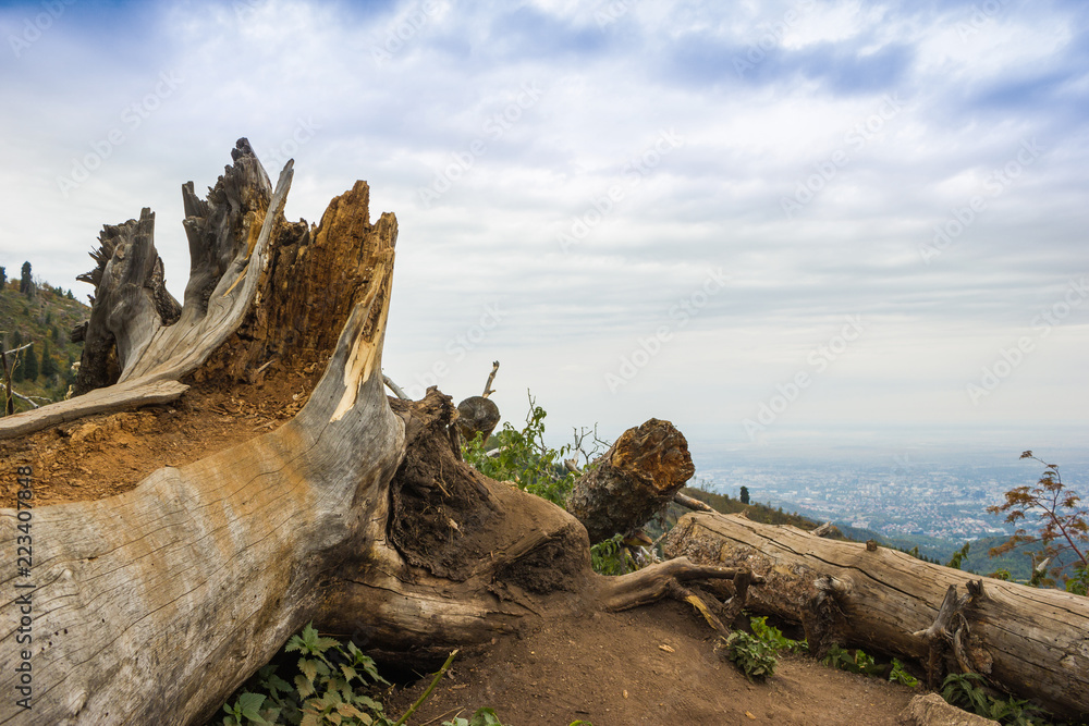 This view of two large beaver chewed tree stumps and felled trees with blue sky, water and foliage in the background shows the industrious mammal’s work with visible teeth marks and wood chips. This view of two large beaver chewed tree stumps and felled trees with blue sky, water and foliage in the background shows the industrious mammal’s work with visible teeth marks and wood chips.