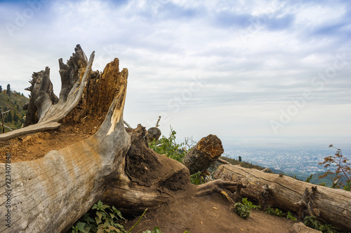 This view of two large beaver chewed tree stumps and felled trees with blue sky, water and foliage in the background shows the industrious mammal’s work with visible teeth marks and wood chips.