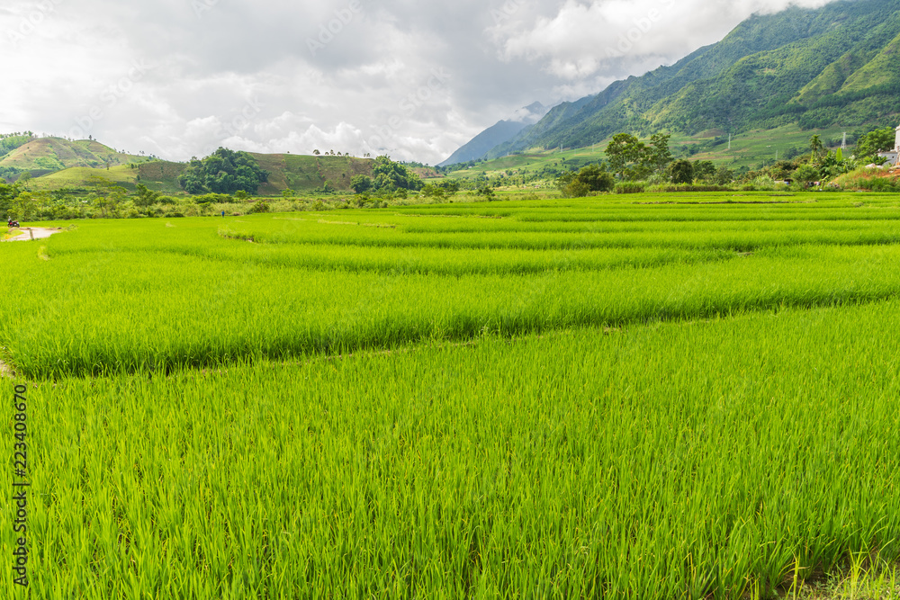 Beautiful paddy field and mountain landscape in SAPA Mu Cang Chai VIETNAM