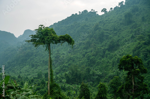 Big Tree in the Jungle © Jonatan