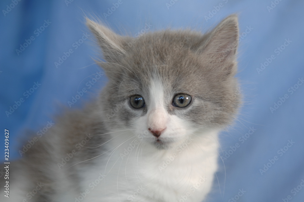 Adorable Kitten Waiiting to be Adopted