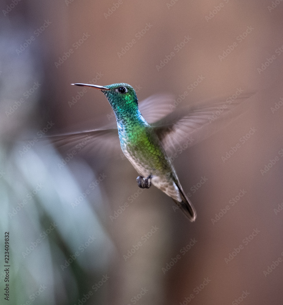 Fototapeta premium Versicolored Emerald (Amazilia versicolor) hummingbird in flight. Puerto Iguazu , Misiones, Argentina