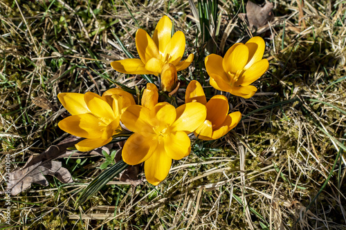 Fototapeta Naklejka Na Ścianę i Meble -  Yellow blossoms of crocuses (Colchicum autumnale) on a meadow in the sunshine.