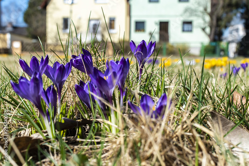 Fototapeta Naklejka Na Ścianę i Meble -  Lilac blossoms of crocuses (Colchicum autumnale) on a meadow in the sunshine in front of blurred houses.