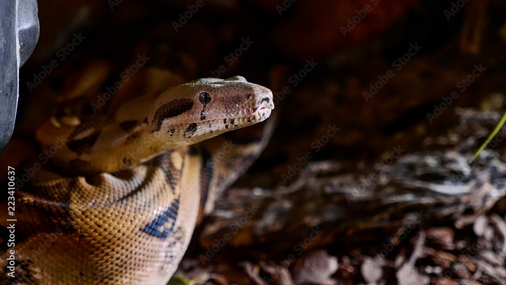 Fototapeta premium A close up of a snakes face, eyes, and tongue. Portrait of mperial boa