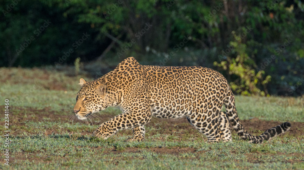 Leopard (Panthera pardus) hunting in the Maasai Mara, Kenya
